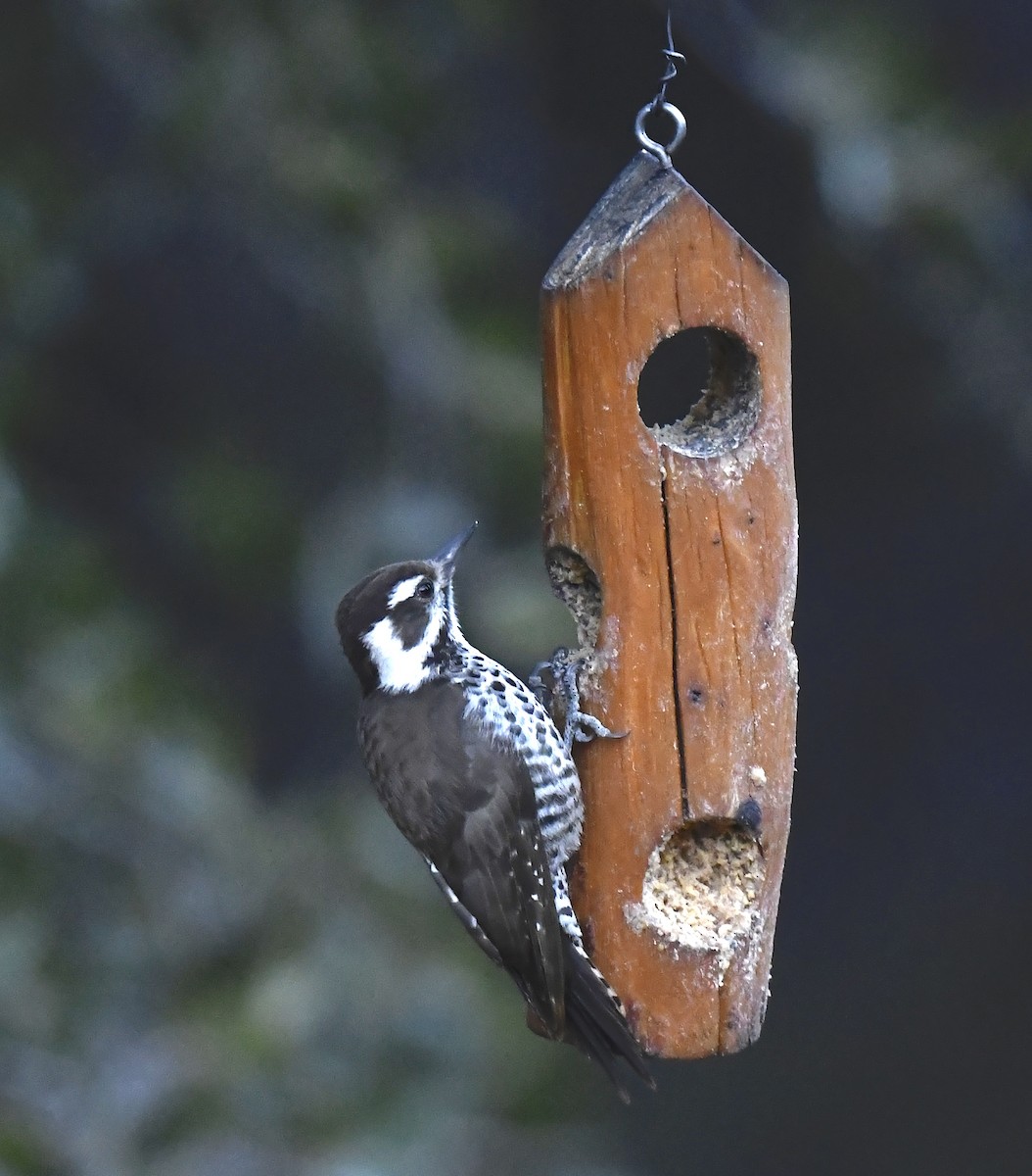 Arizona Woodpecker - ML646738723