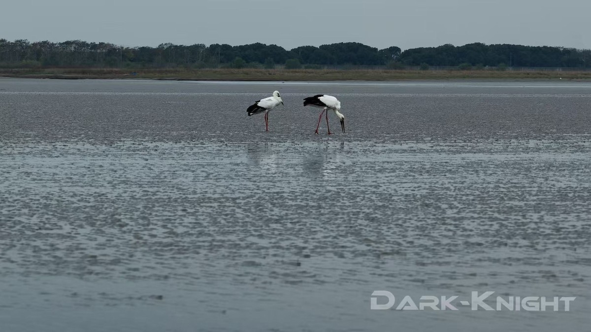 čáp východní - ML646738724