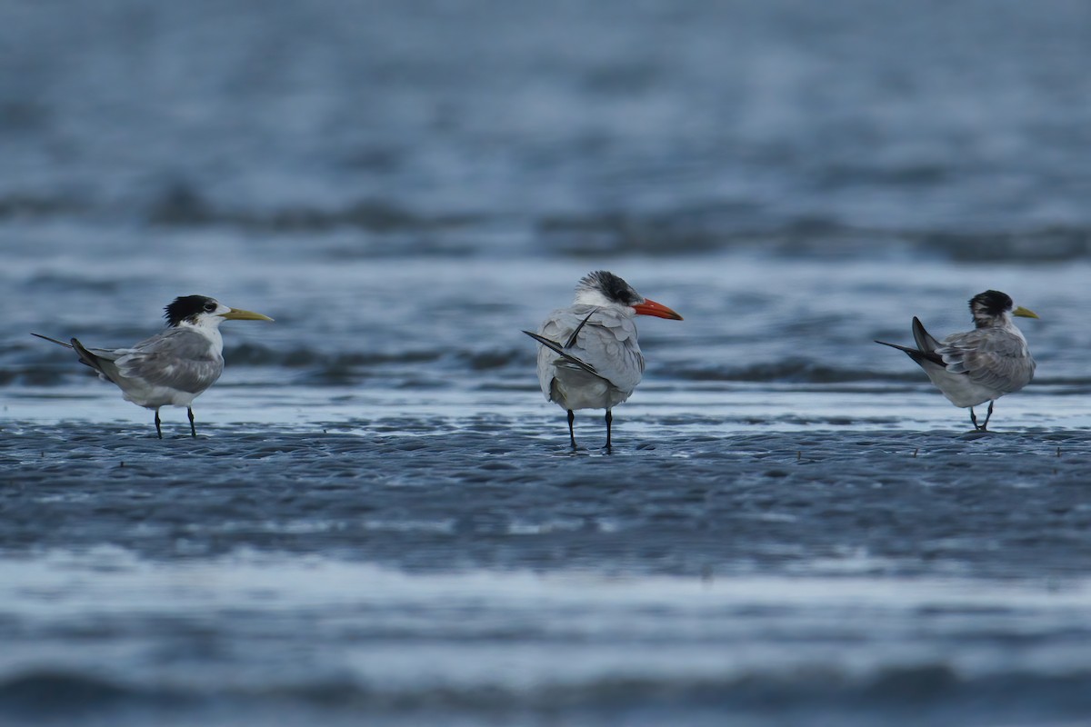 Чеграва - ML646738725