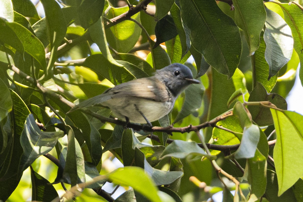 Black-naped Monarch - ML646738727