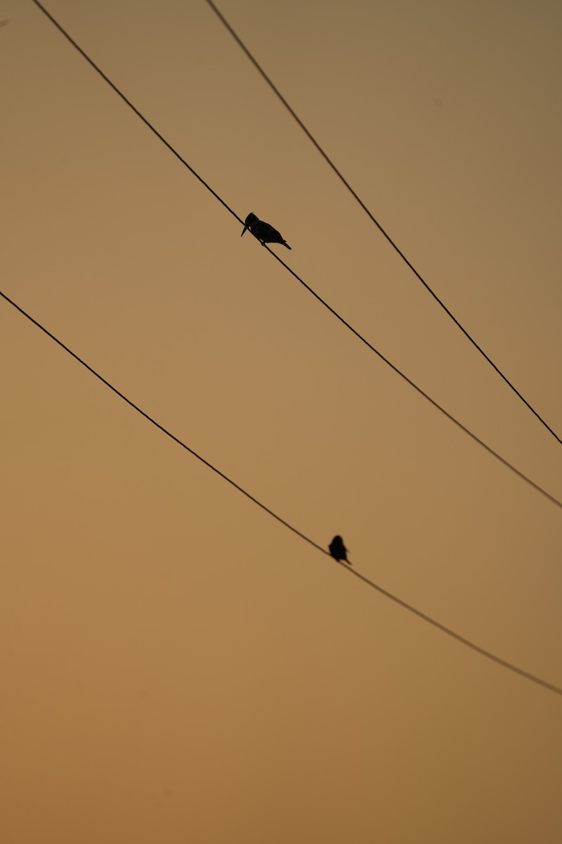 蒼翡翠 - ML646738730