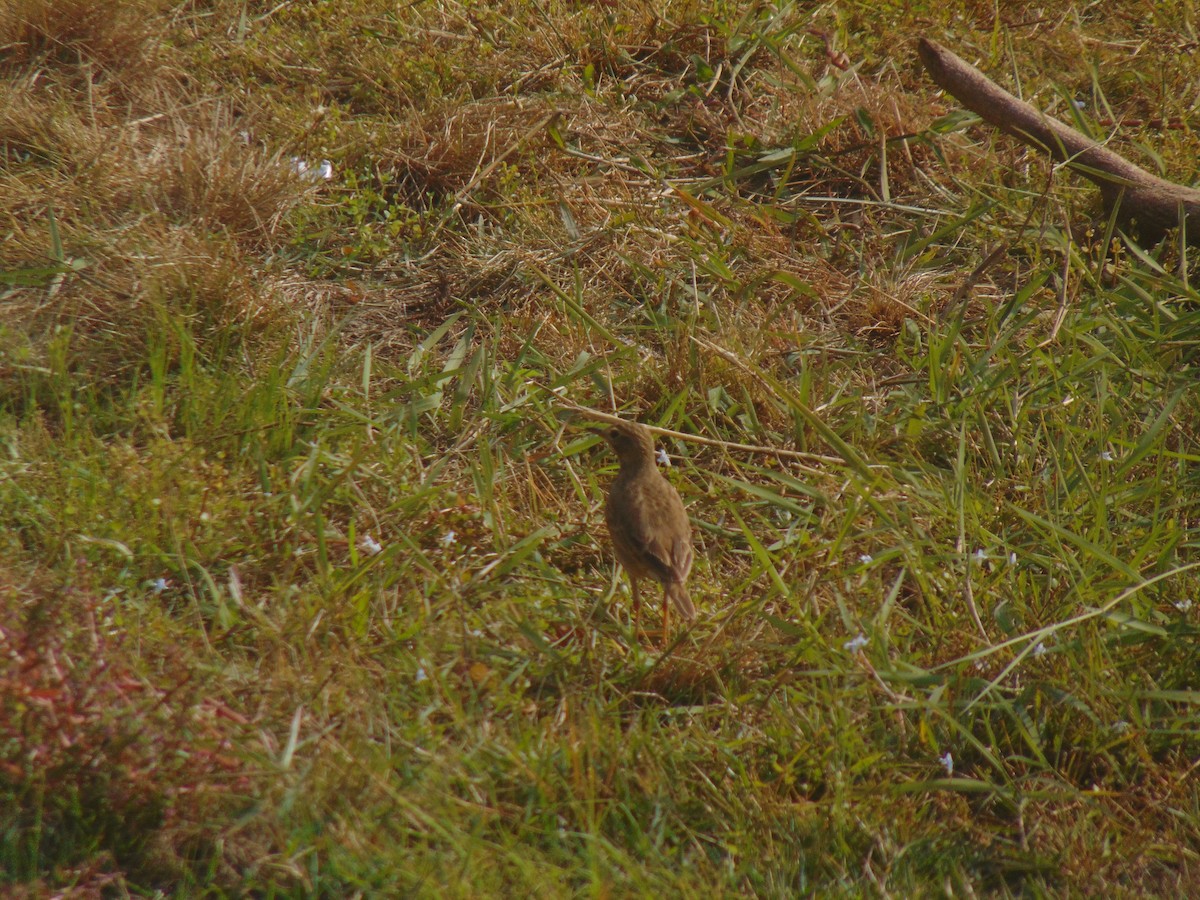 Paddyfield Pipit - ML646738731