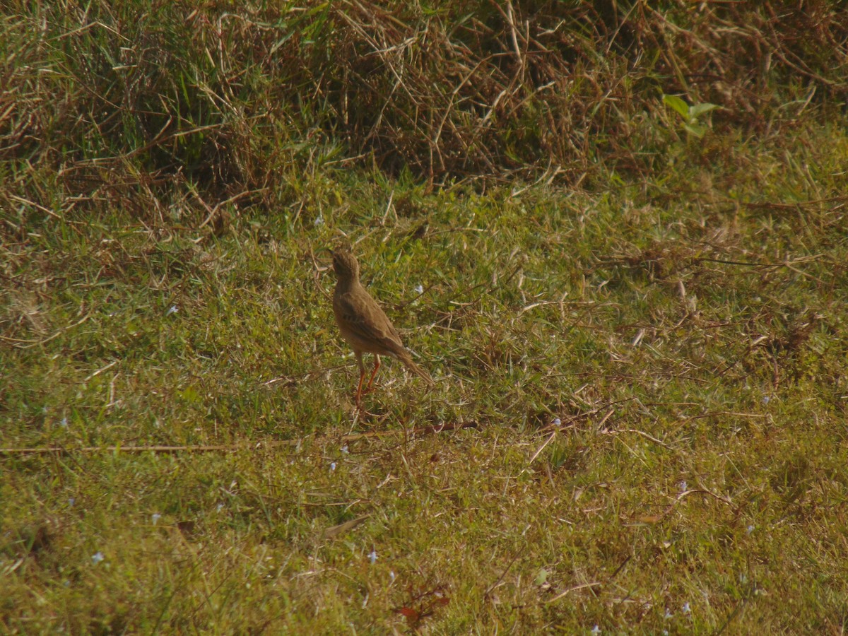Paddyfield Pipit - ML646738732