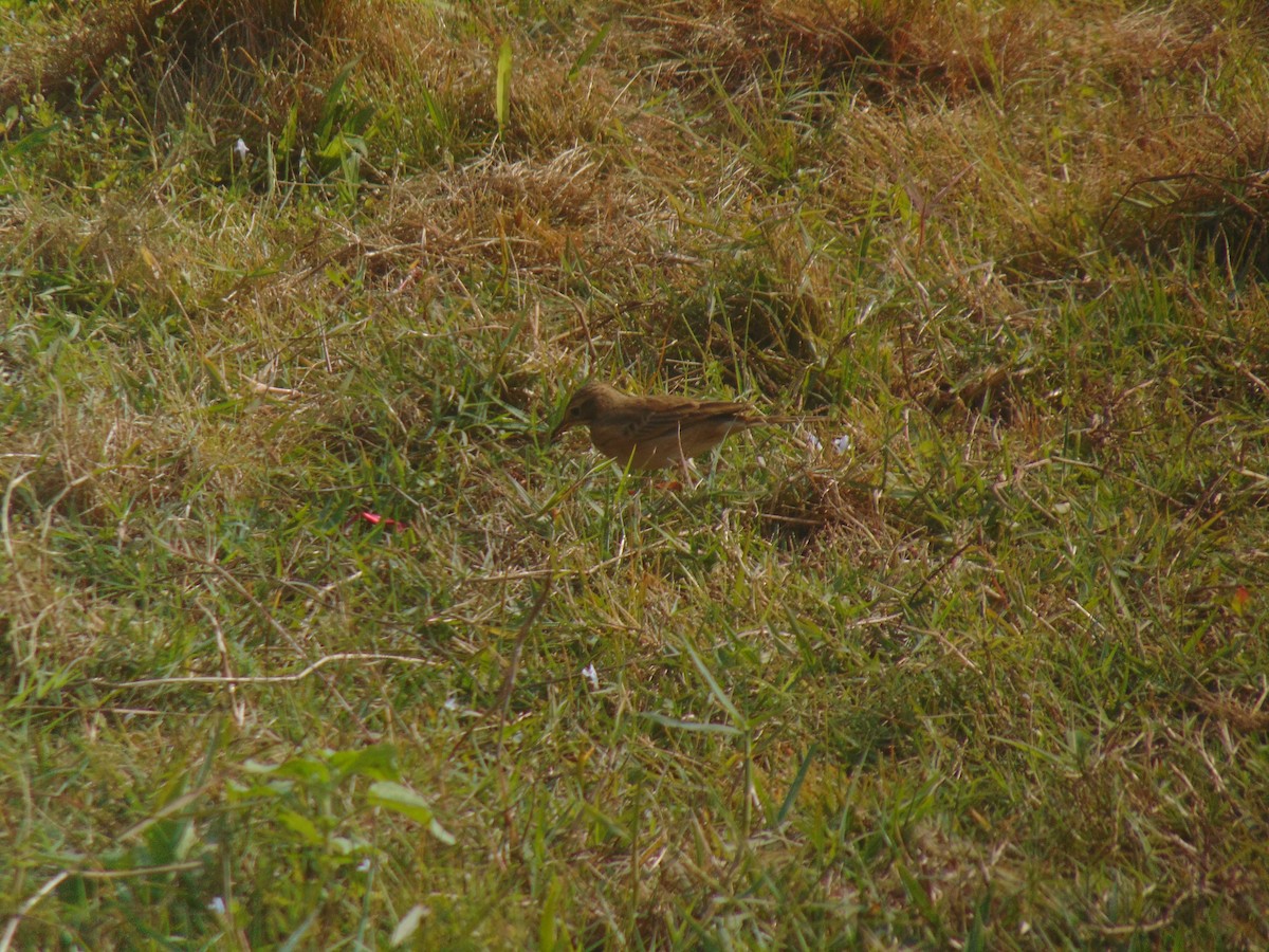 Paddyfield Pipit - ML646738733