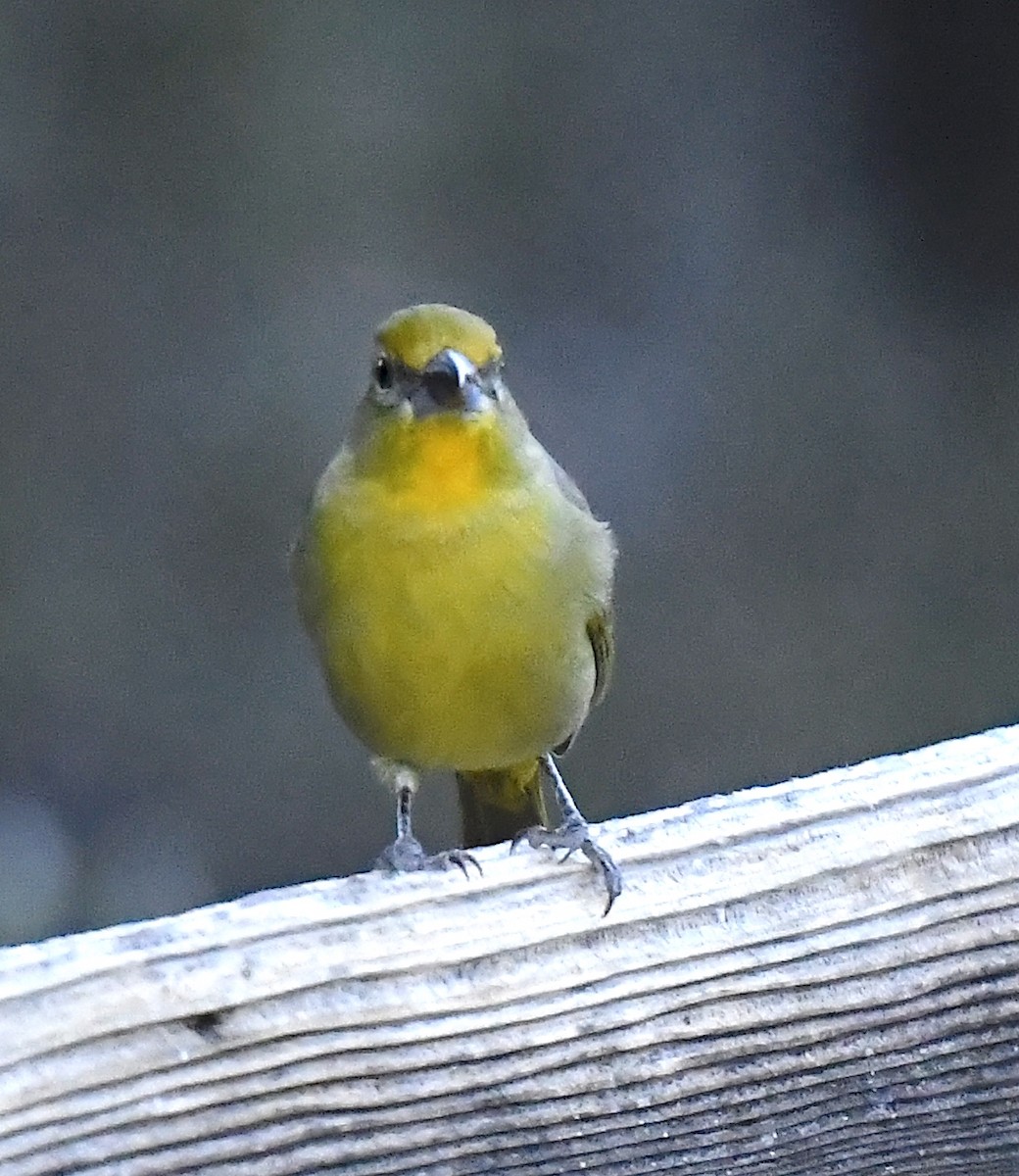 Hepatic Tanager - ML646738738