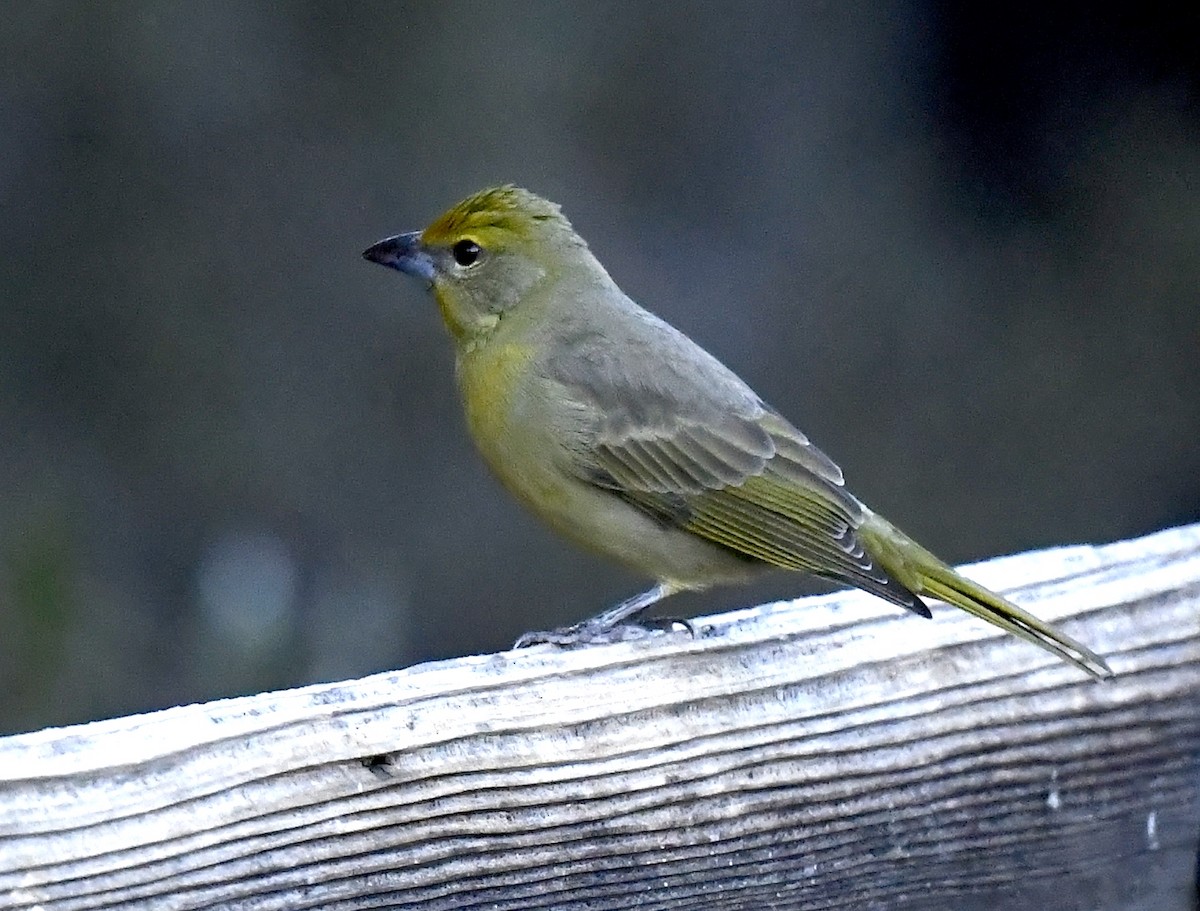 Hepatic Tanager - ML646738739