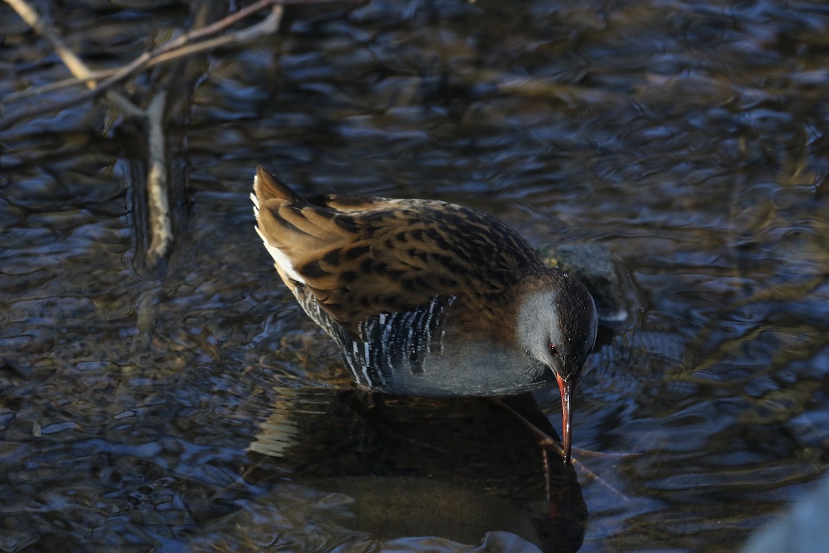 Sukılavuzu - ML646738740