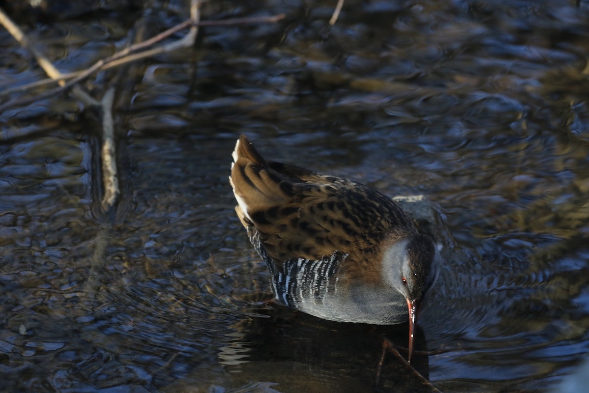 Sukılavuzu - ML646738741