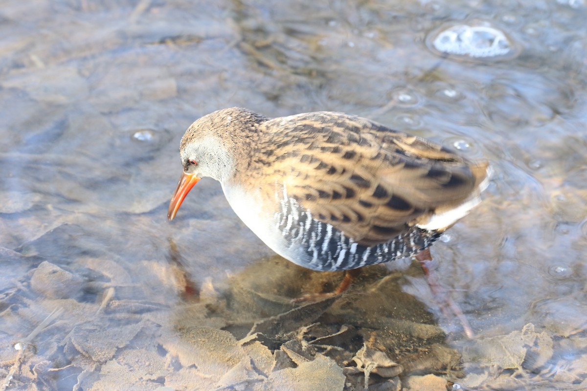 Sukılavuzu - ML646738742