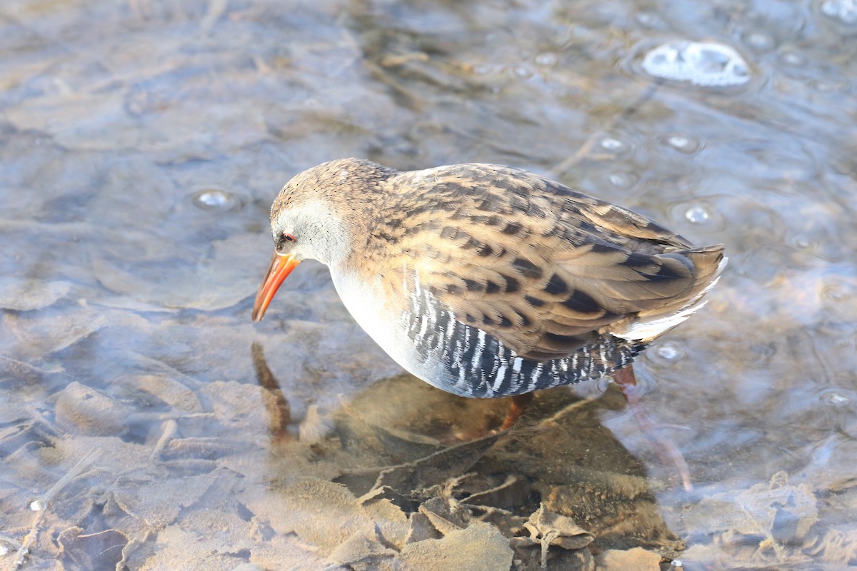 Sukılavuzu - ML646738743