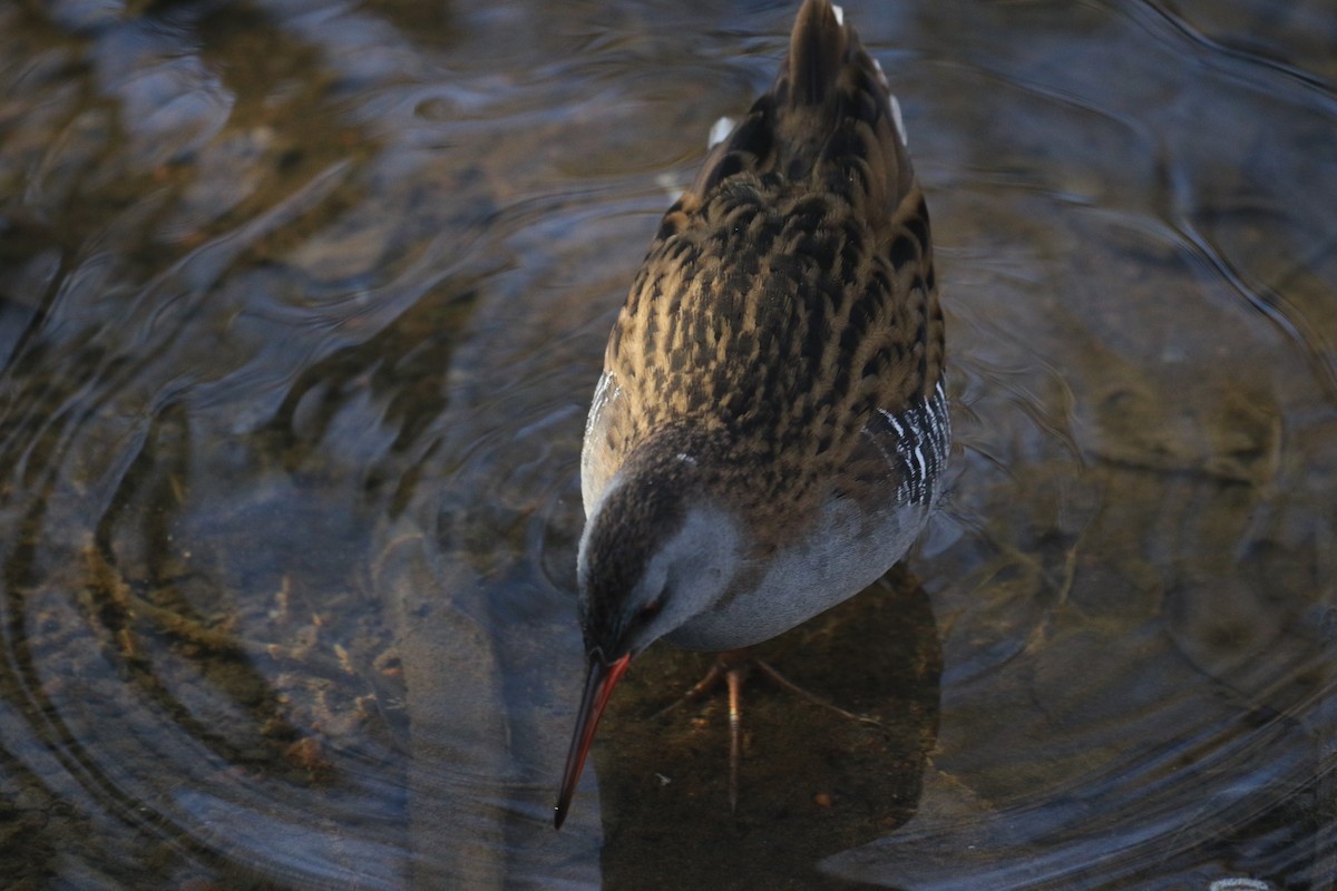 Sukılavuzu - ML646738744