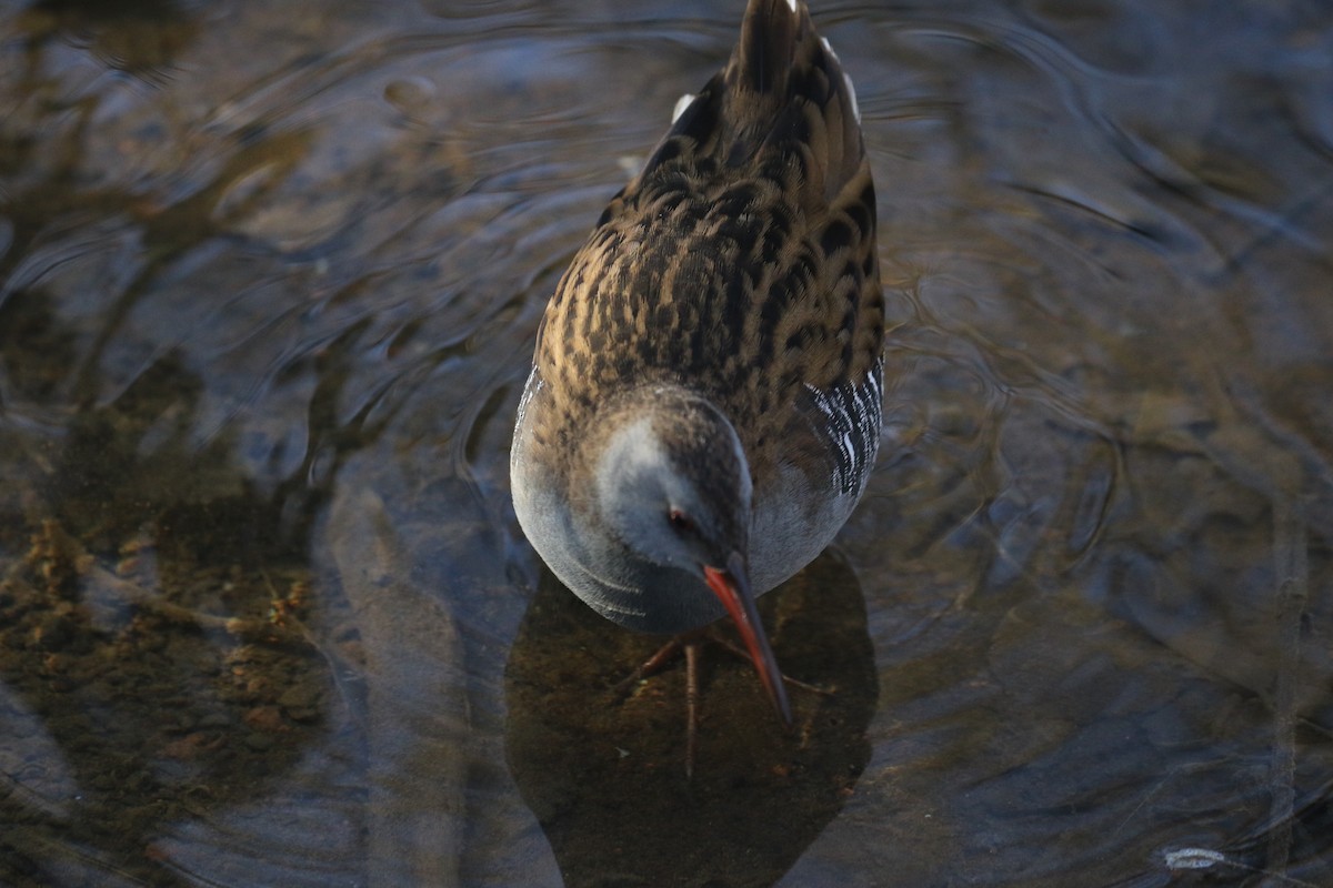 Sukılavuzu - ML646738745