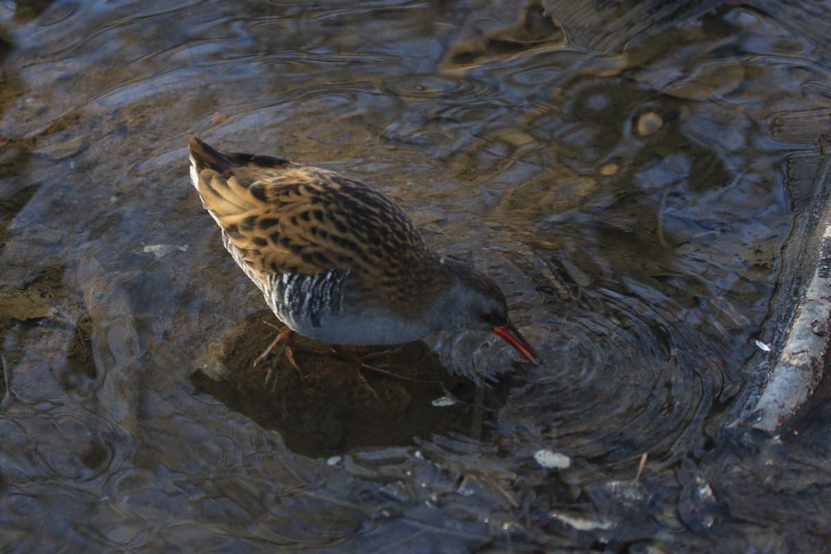 Sukılavuzu - ML646738746