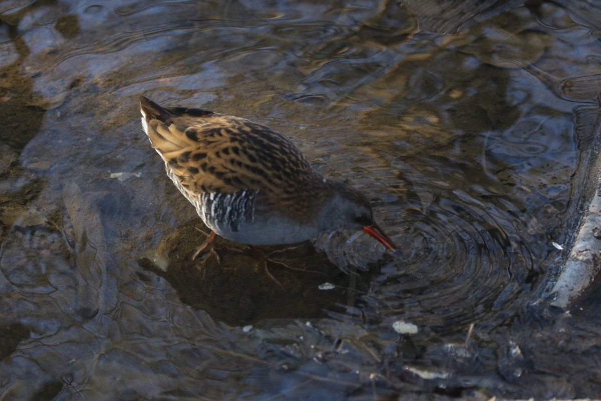 Sukılavuzu - ML646738747