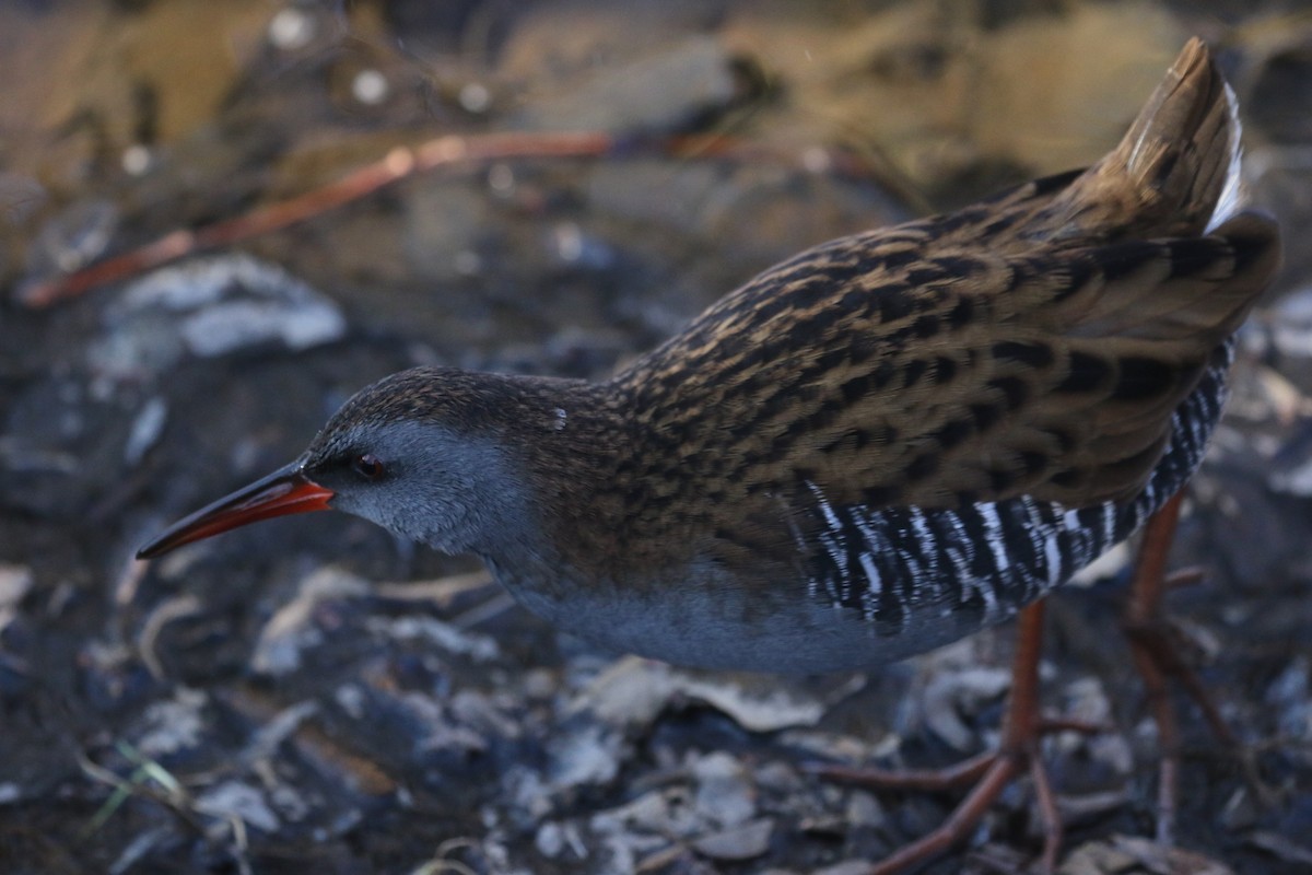 Sukılavuzu - ML646738748