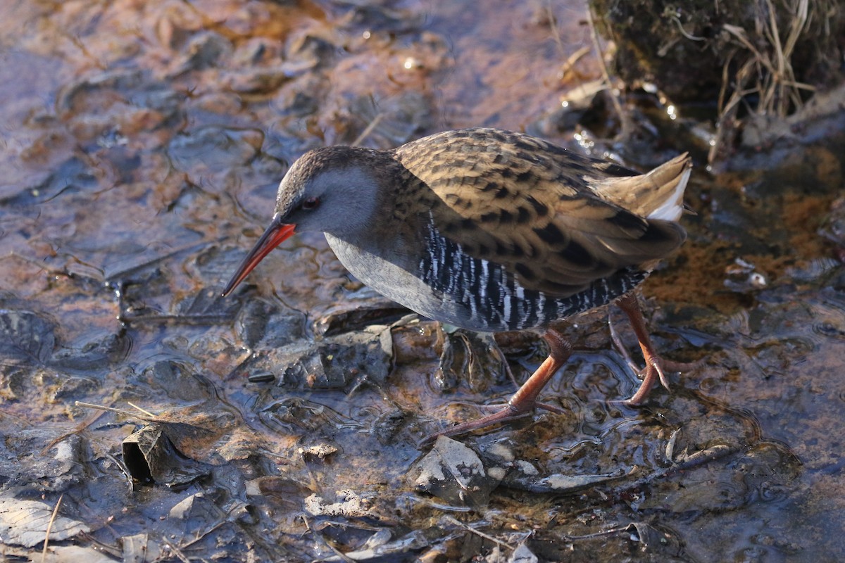 Sukılavuzu - ML646738749