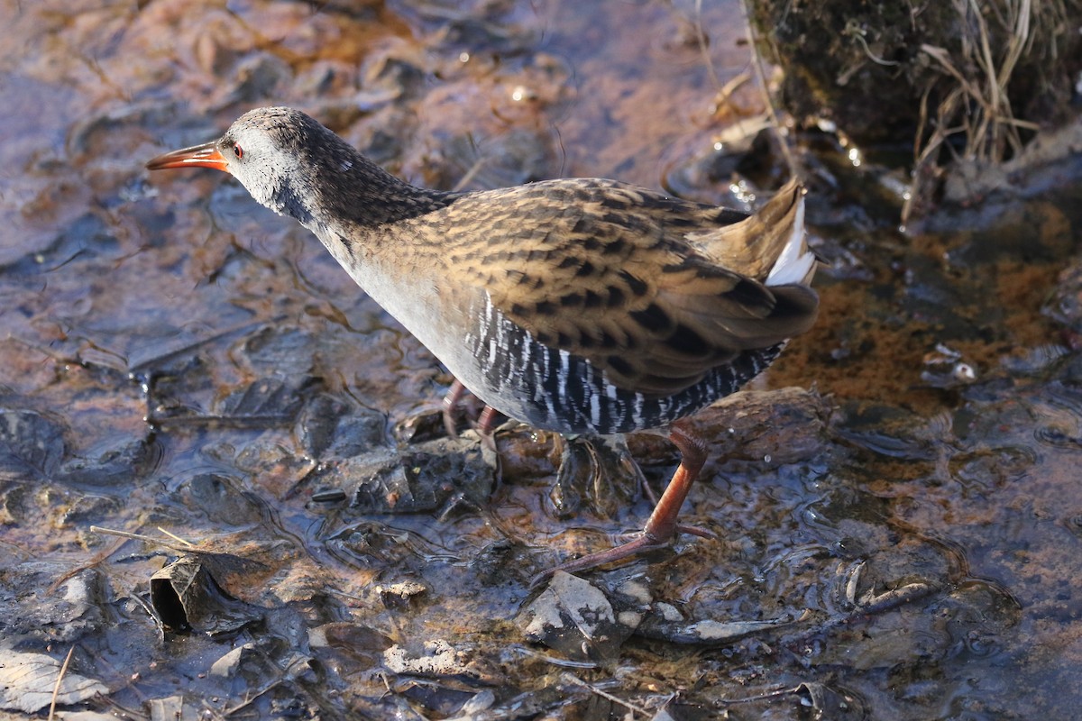 Sukılavuzu - ML646738750