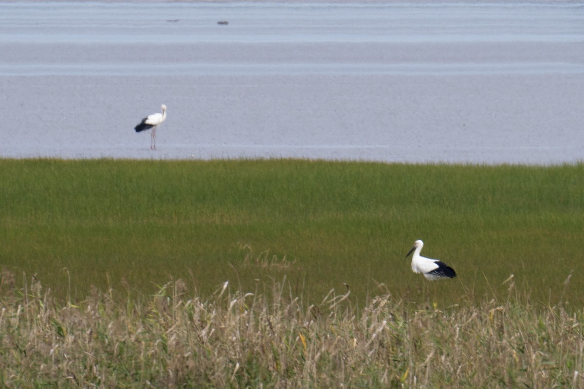 Oriyental Leylek - ML646738751