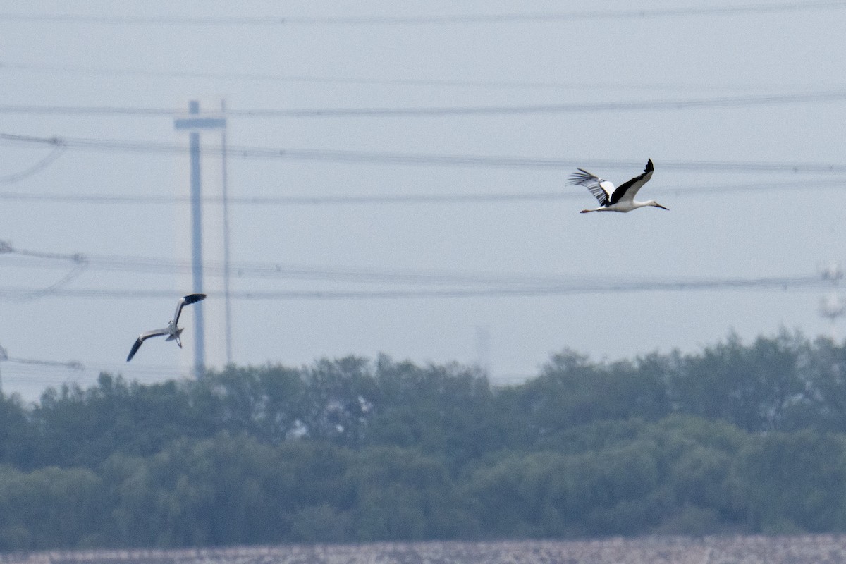 חסידה מזרחית - ML646738752