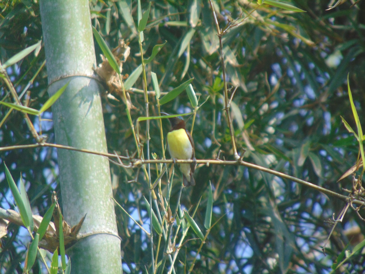 Purple-rumped Sunbird - ML646738754