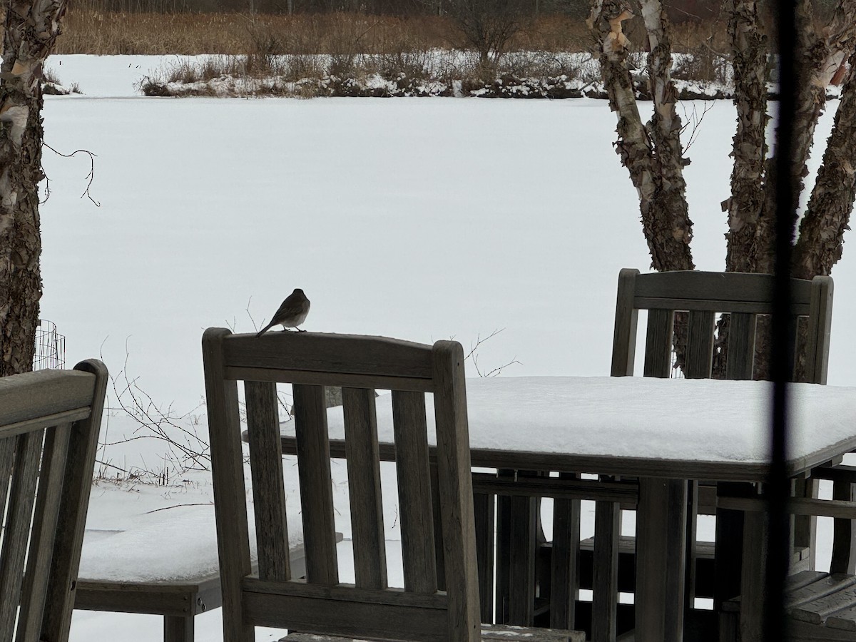 ユキヒメドリ - ML646738755