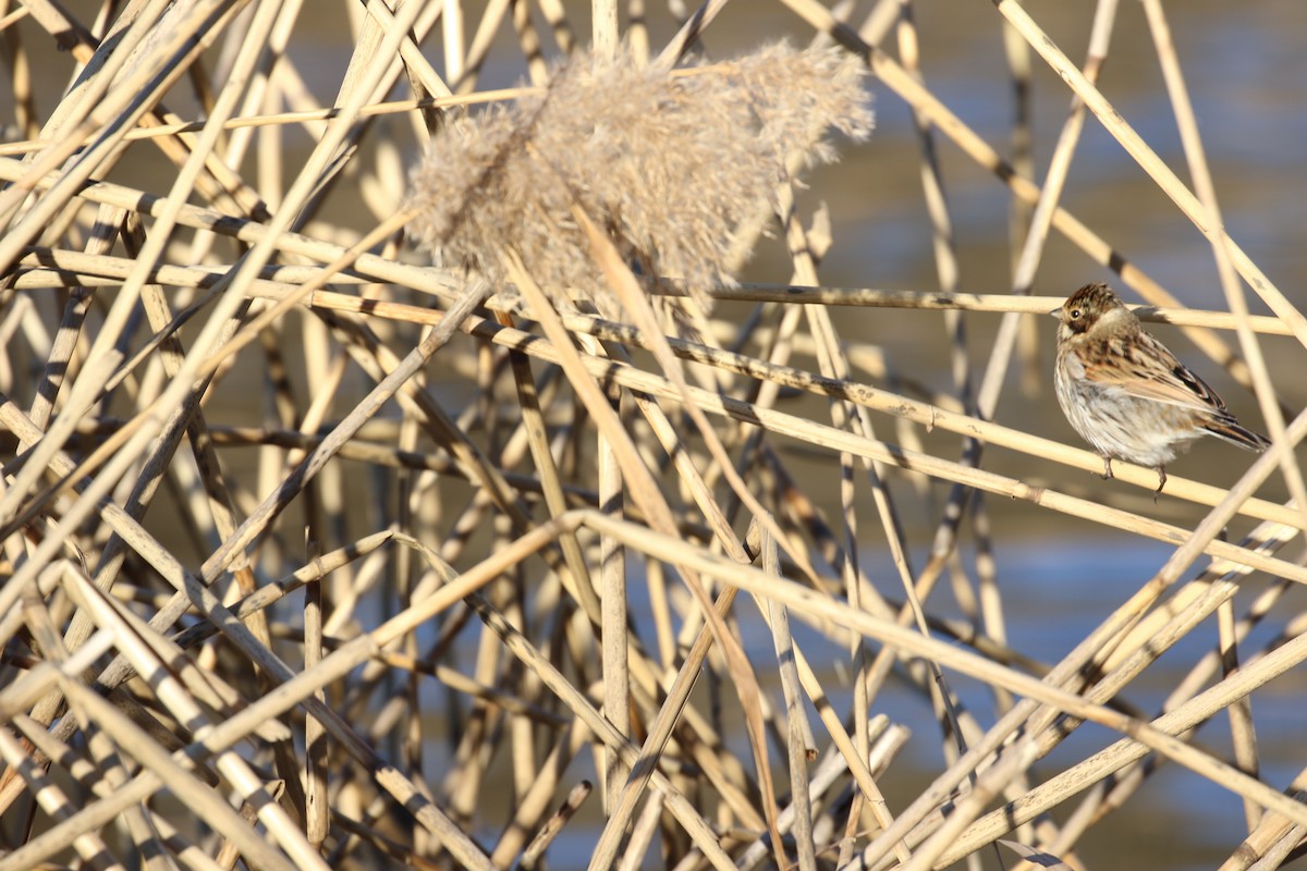 Bataklık Çintesi - ML646738756