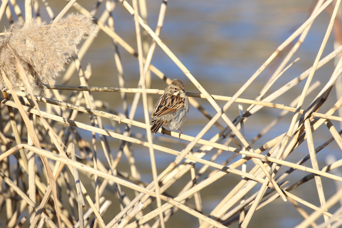 Bataklık Çintesi - ML646738757
