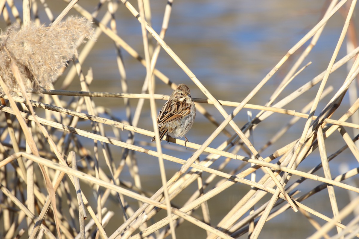 Bataklık Çintesi - ML646738758