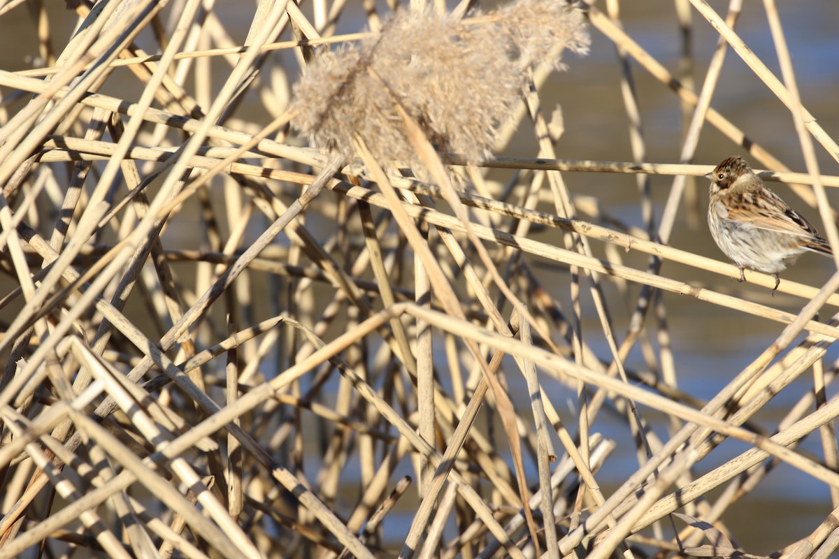 Bataklık Çintesi - ML646738759