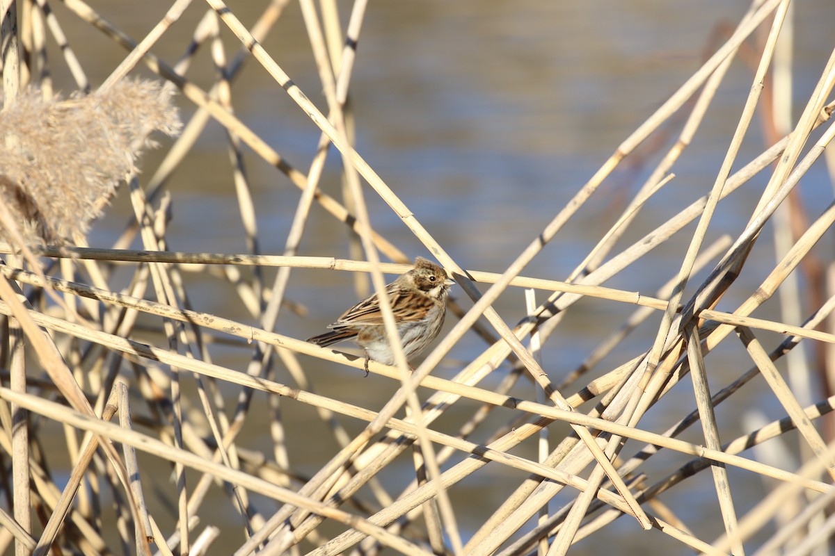 Bataklık Çintesi - ML646738760