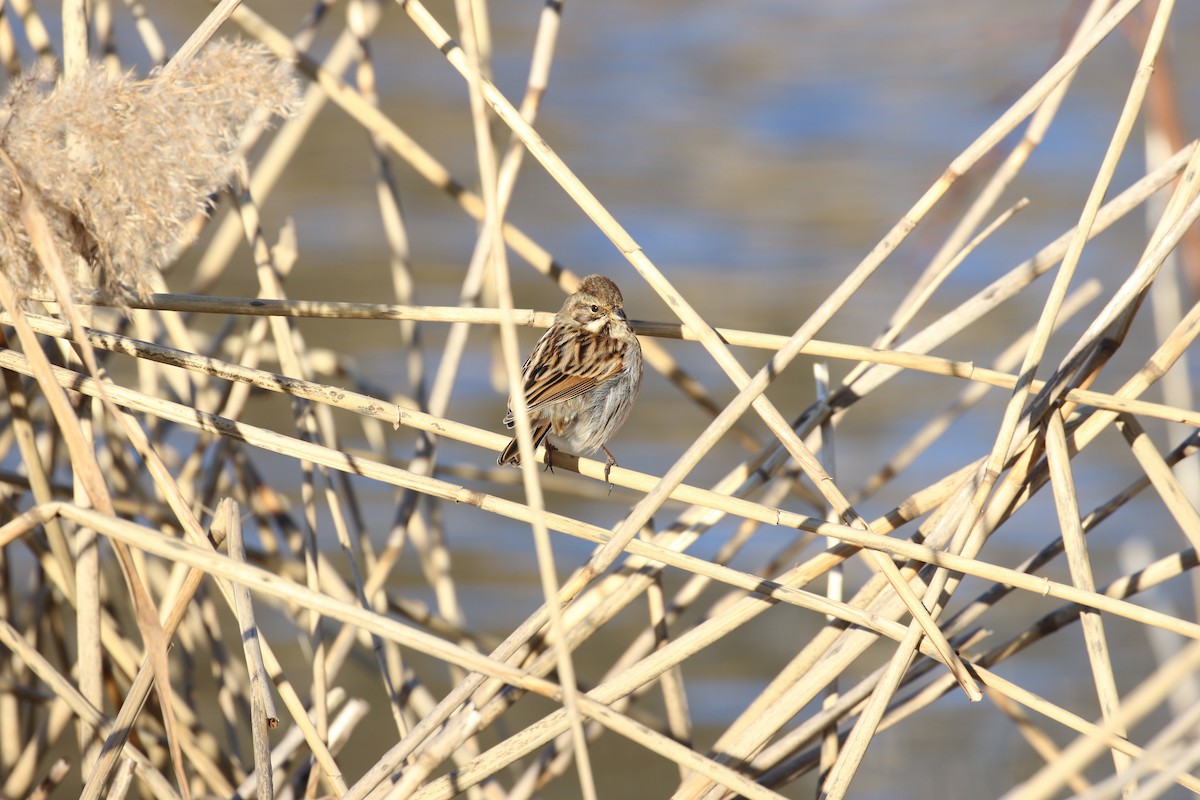 Bataklık Çintesi - ML646738761