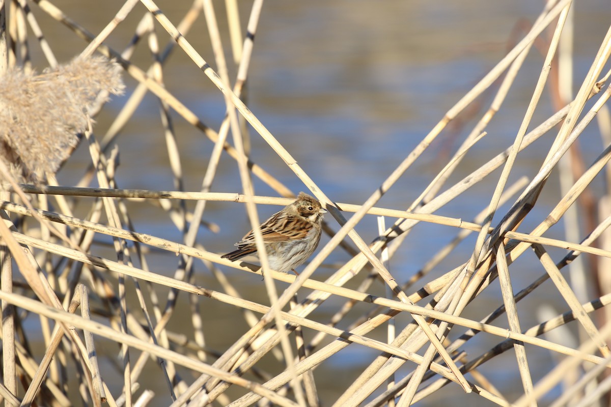 Bataklık Çintesi - ML646738762