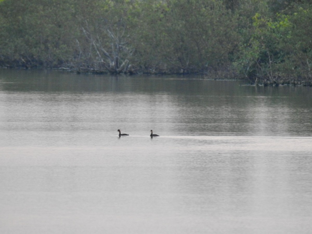 Küçük Batağan - ML646738763