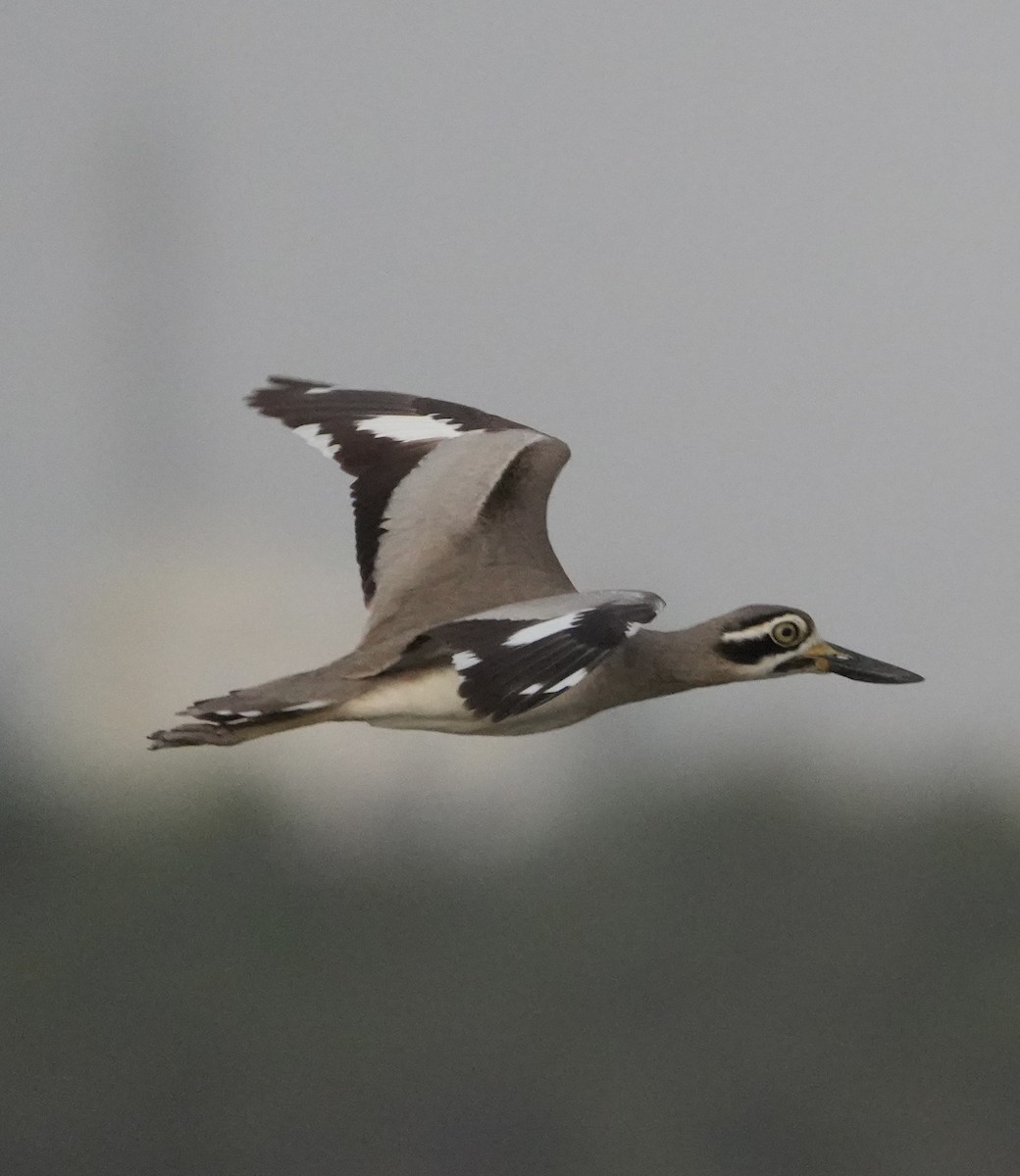 Great Thick-knee - ML646738764