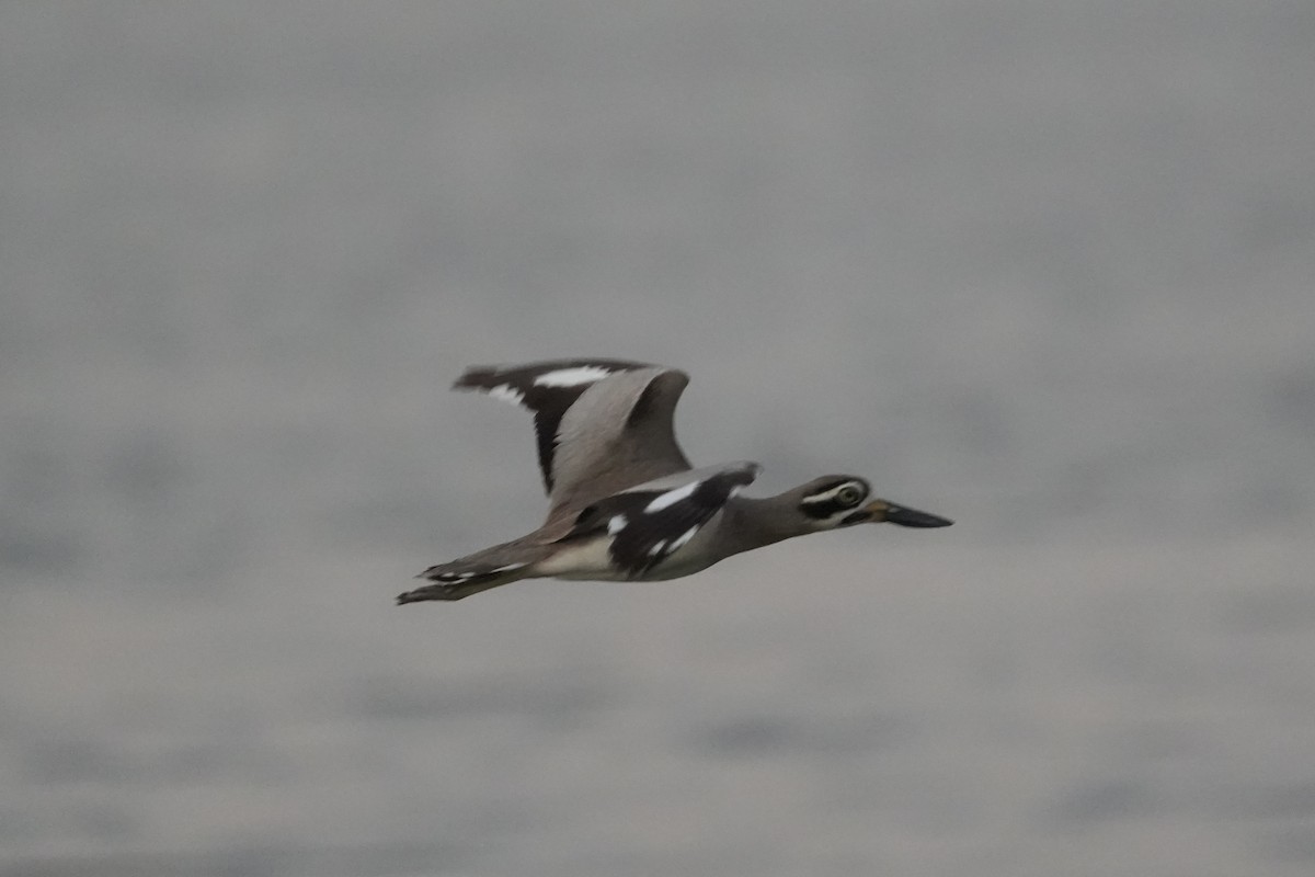 Great Thick-knee - ML646738766