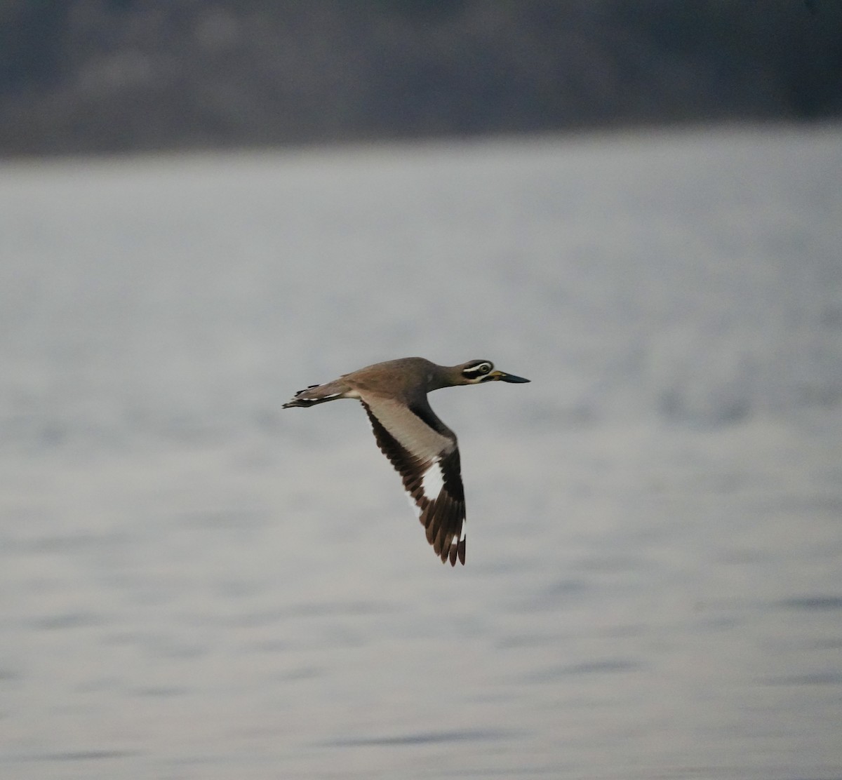 Great Thick-knee - ML646738767