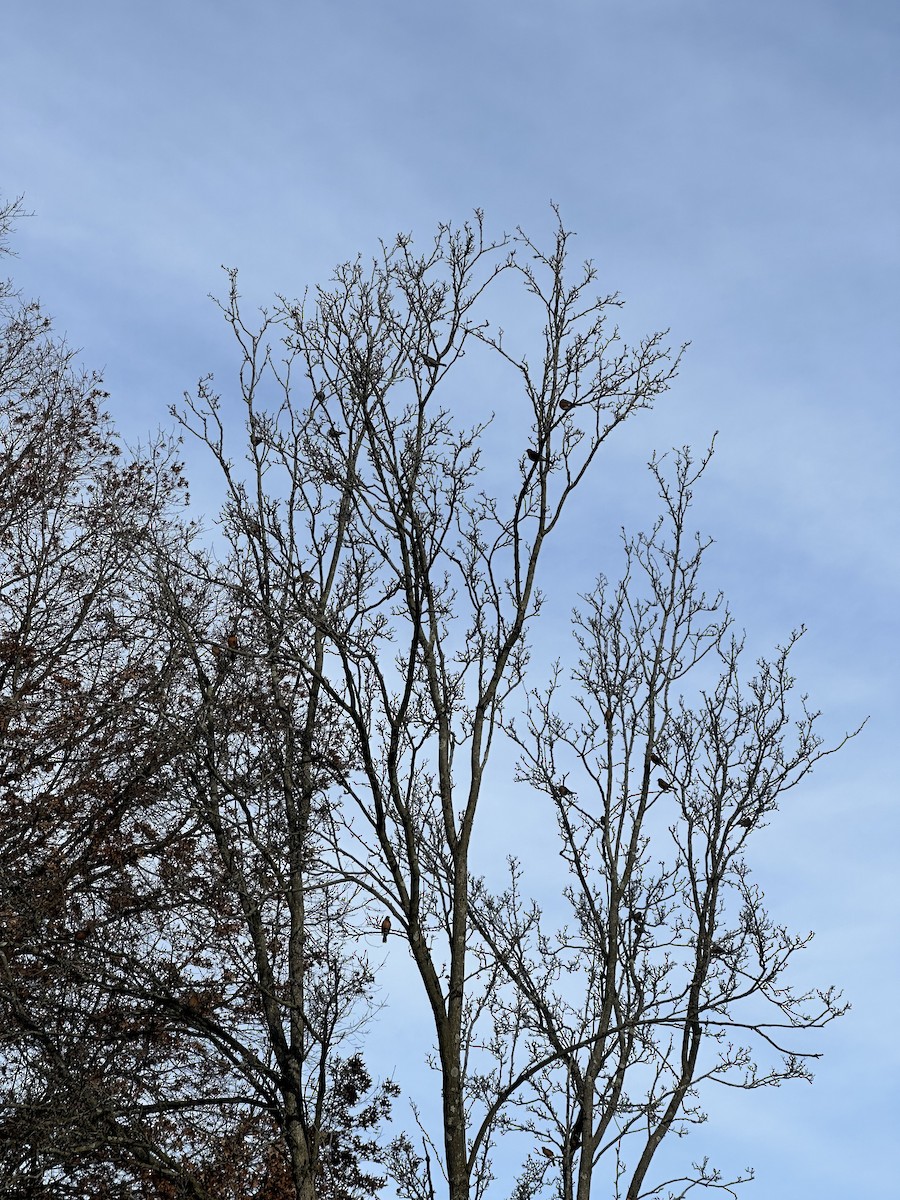 Göçmen Ardıç - ML646738768