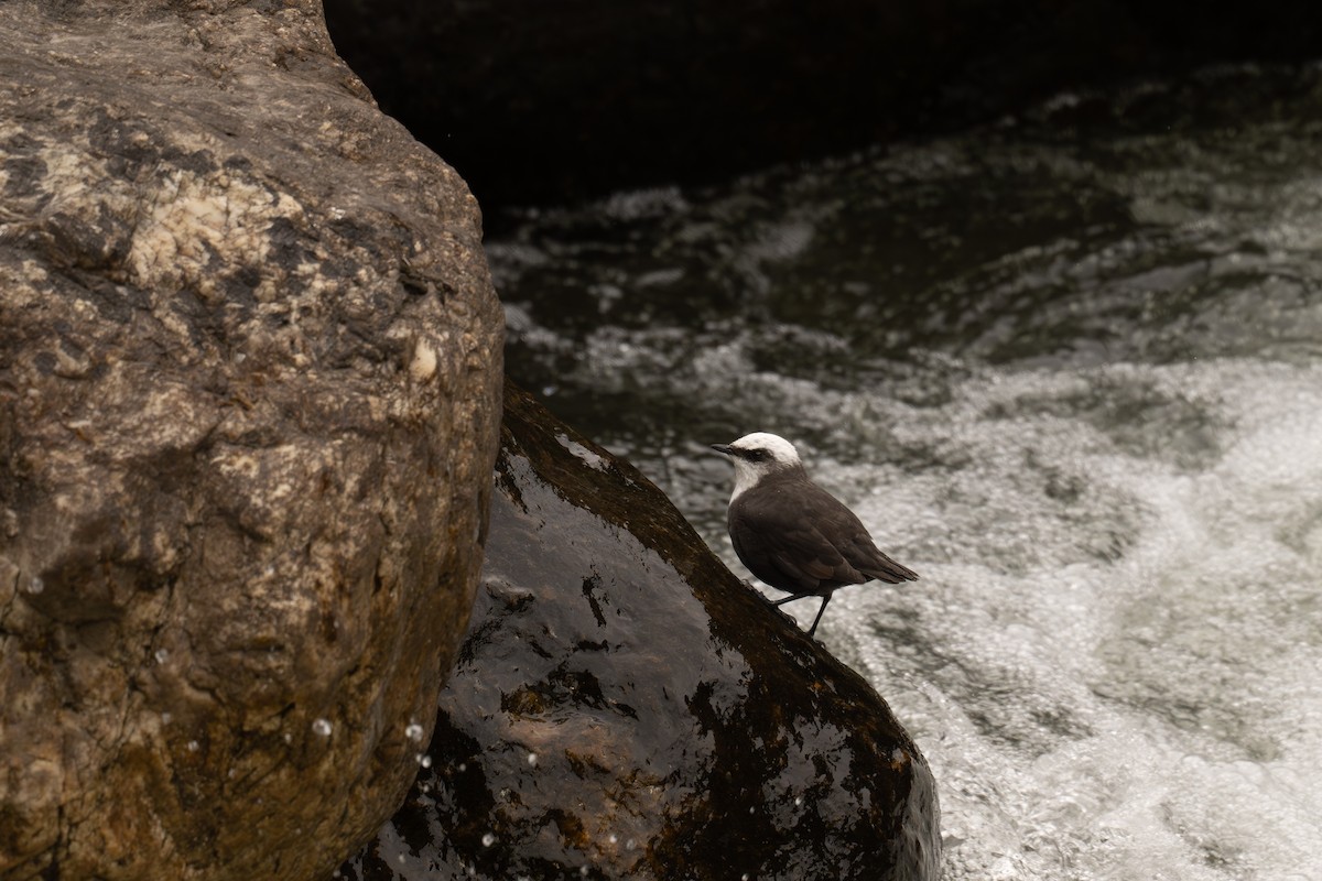 Ak Başlı Derekuşu - ML646738769