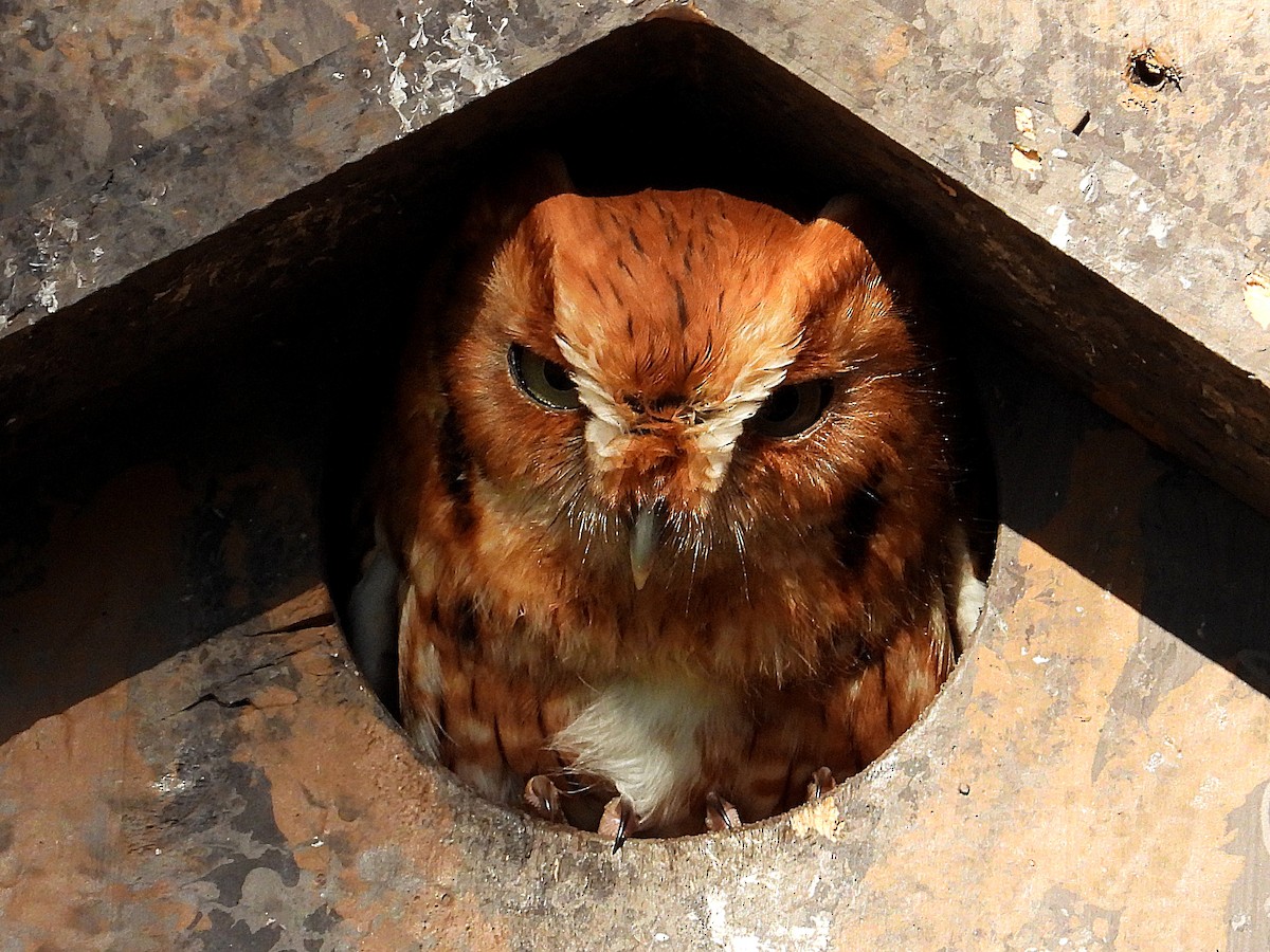 lundugle - ML646738771