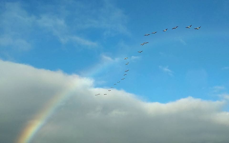 アメリカシロペリカン - ML646738776