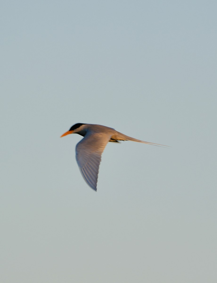 River Tern - ML646738777