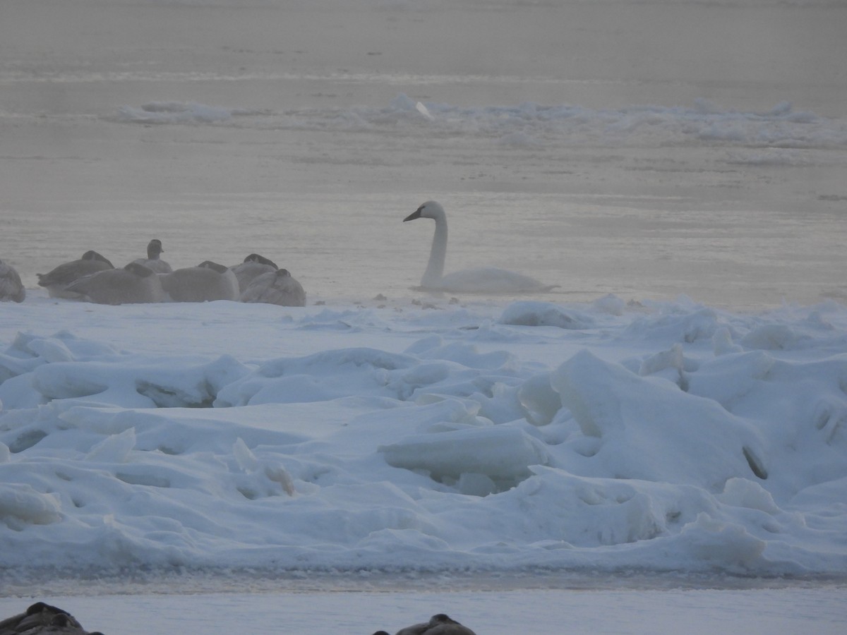 Tundra Swan - ML646738778