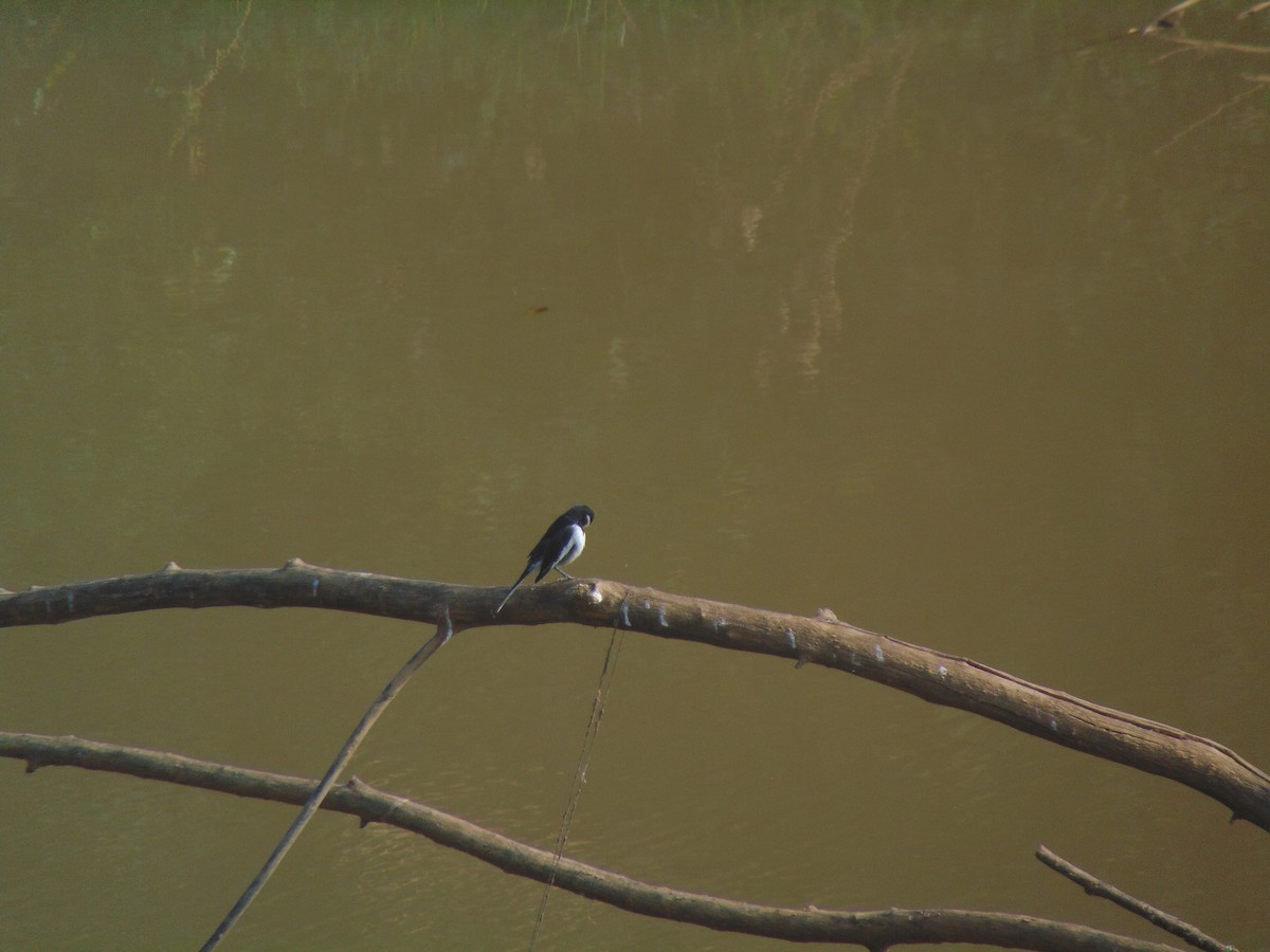 Oriental Magpie-Robin - ML646738779