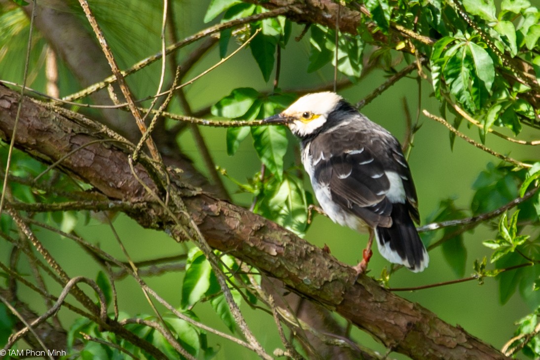 Шпак чорношиїй - ML646738780