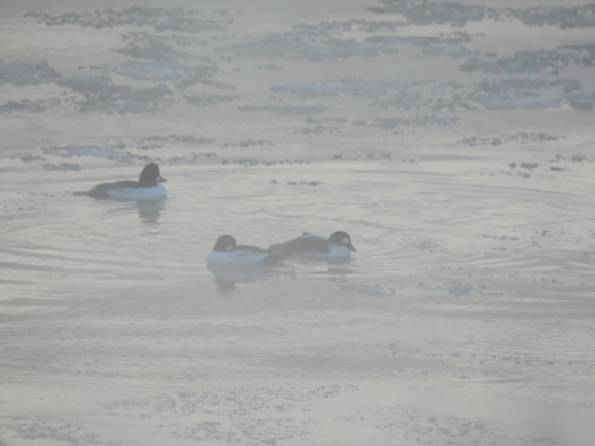 Common Goldeneye - ML646738781