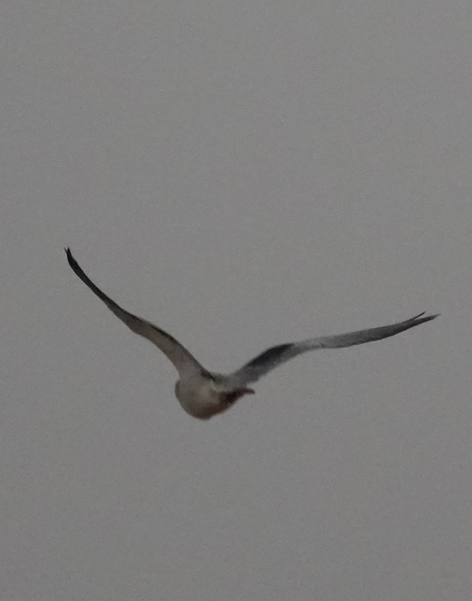 黑翅鳶 - ML646738782