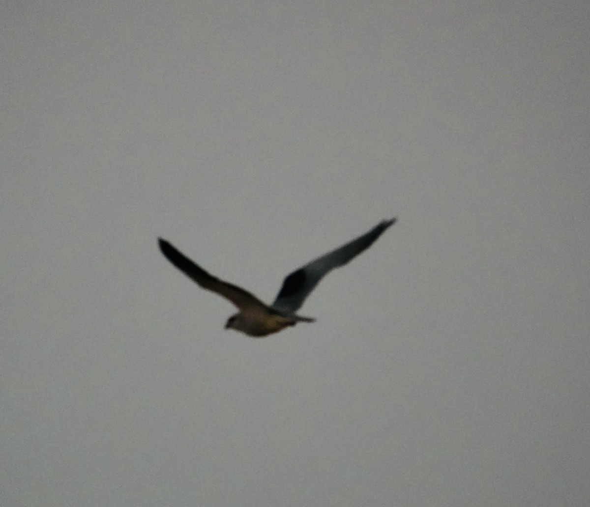 黑翅鳶 - ML646738785