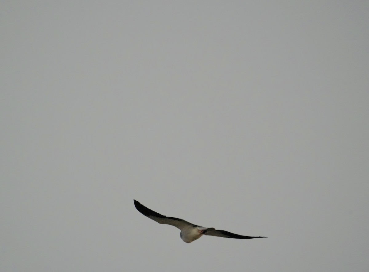 黑翅鳶 - ML646738786