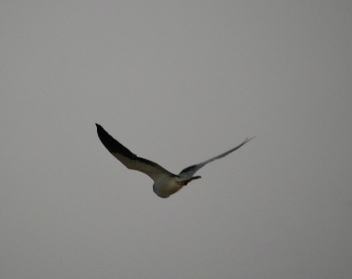 黑翅鳶 - ML646738787