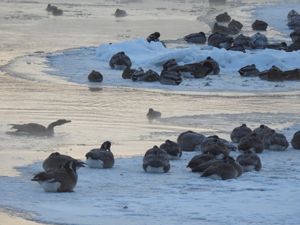 Canada Goose - ML646738789